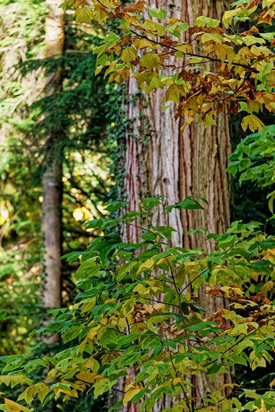 L'arboretum de la Jonchère - 2