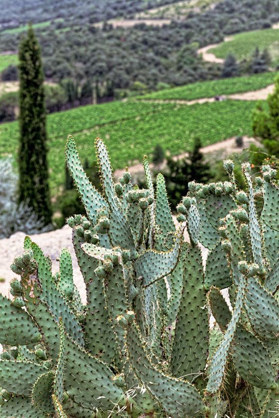 Cucugnan - Corbières