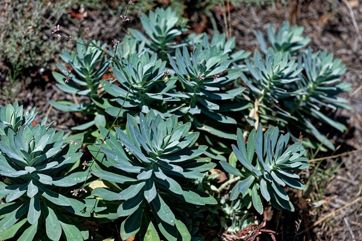 Garrigue