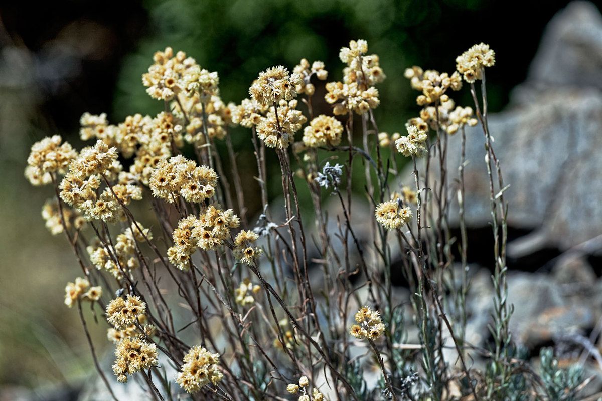 Garrigue