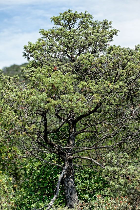 Garrigue