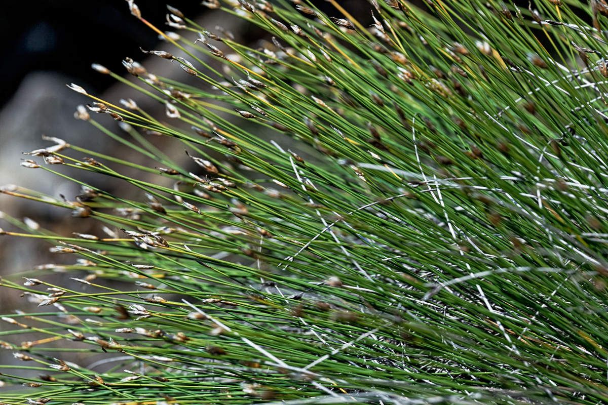 Garrigue
