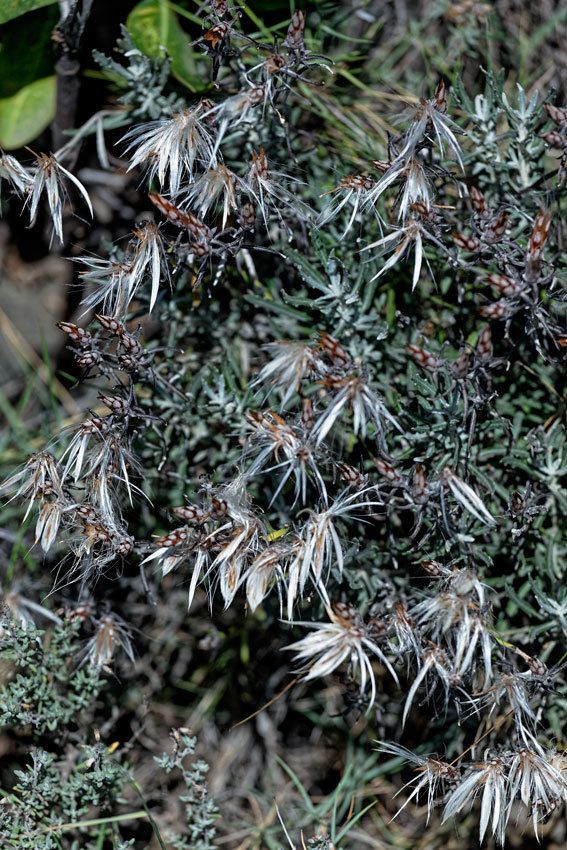 Garrigue