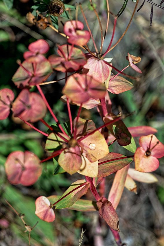 Garrigue