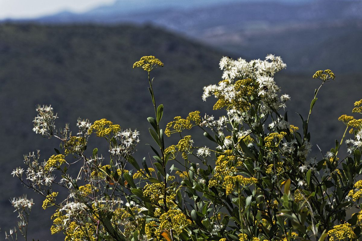 Garrigue