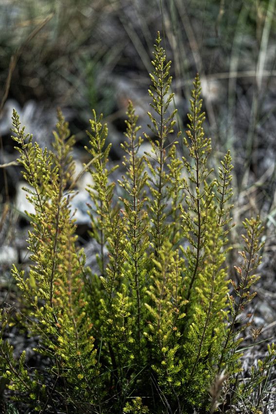 Garrigue
