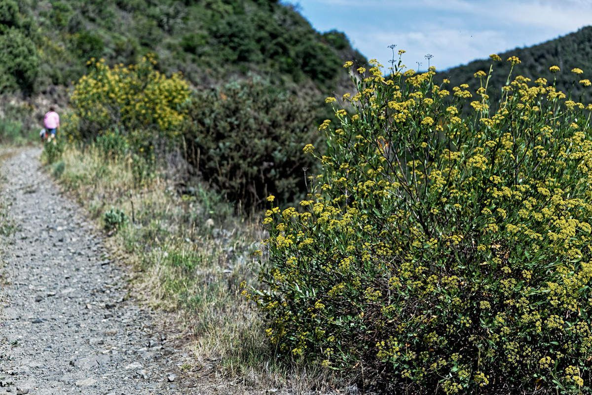 Garrigue