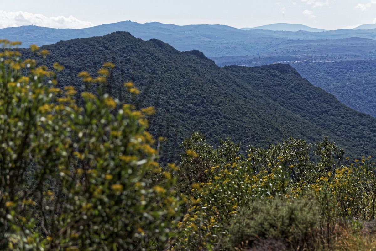 Garrigue