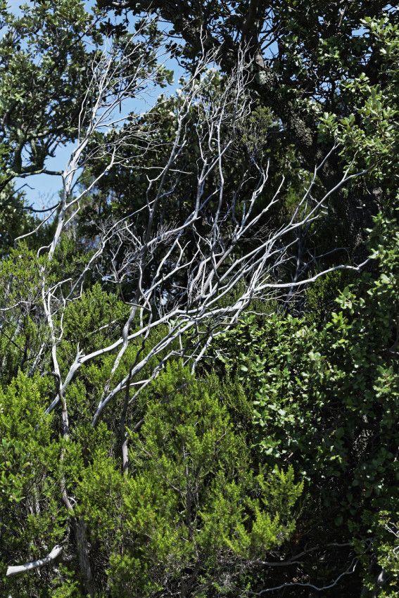 Garrigue