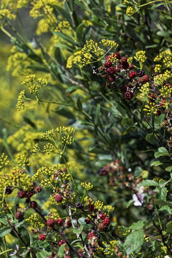 Garrigue