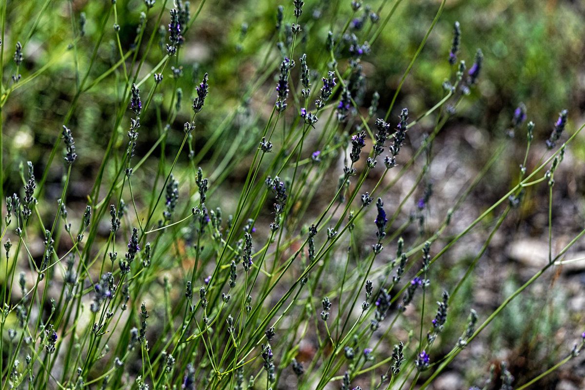 Garrigue