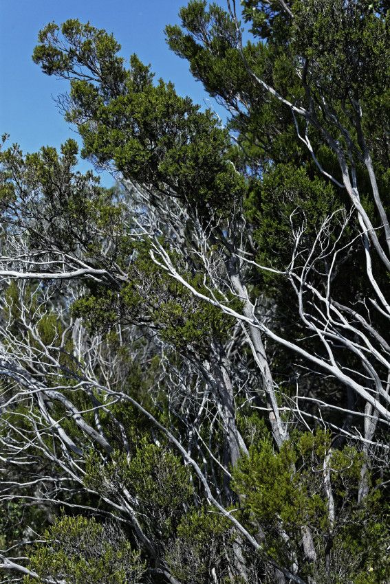 Garrigue