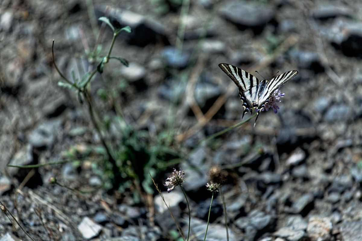 Garrigue
