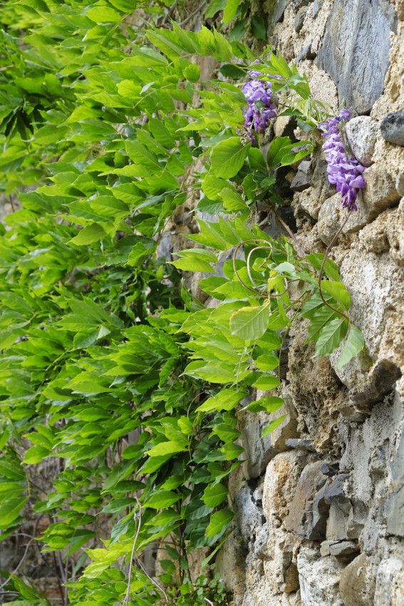 Pézilla-de-Conflent  - 2