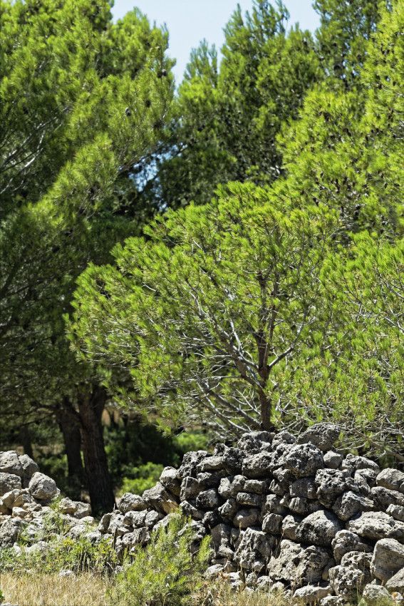 Le Plateau de Leucate