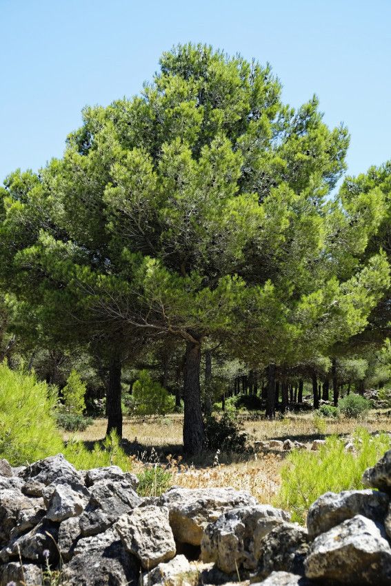 Le Plateau de Leucate