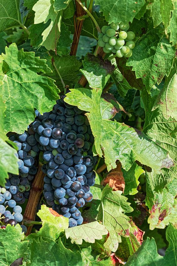 Corbières et Fenouillèdes