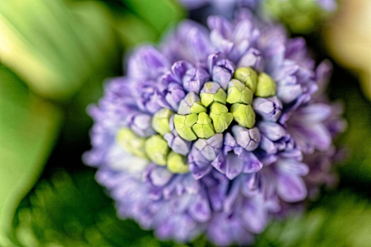 Floral