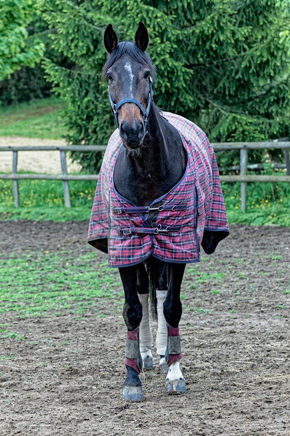 Au haras de Royer