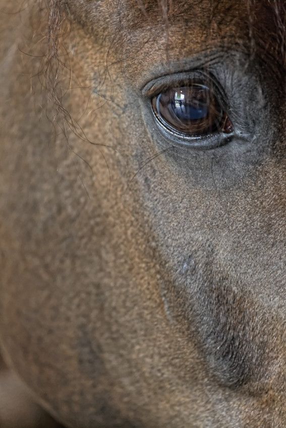 Au haras de Royer