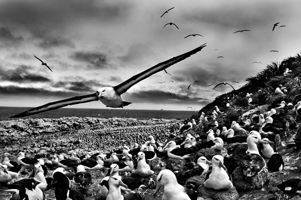 Sebastião Salgado - 1