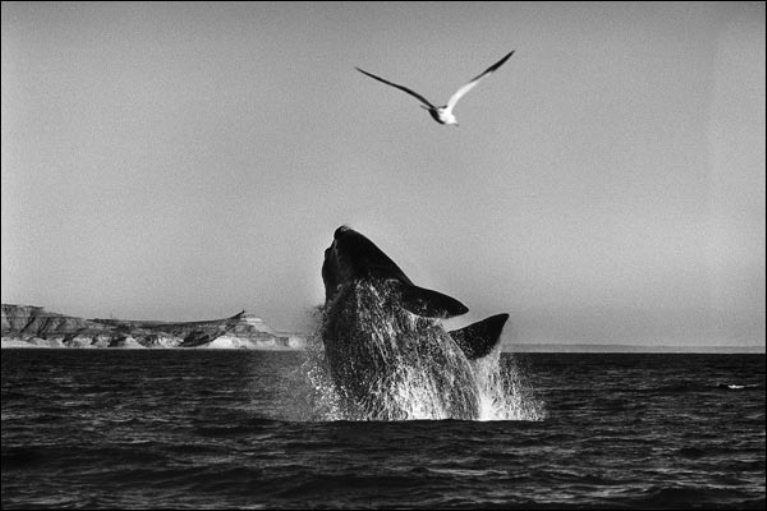 Sebastião Salgado - 1
