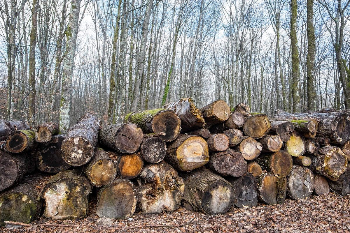 La forêt en zone périurbaine à Limoges