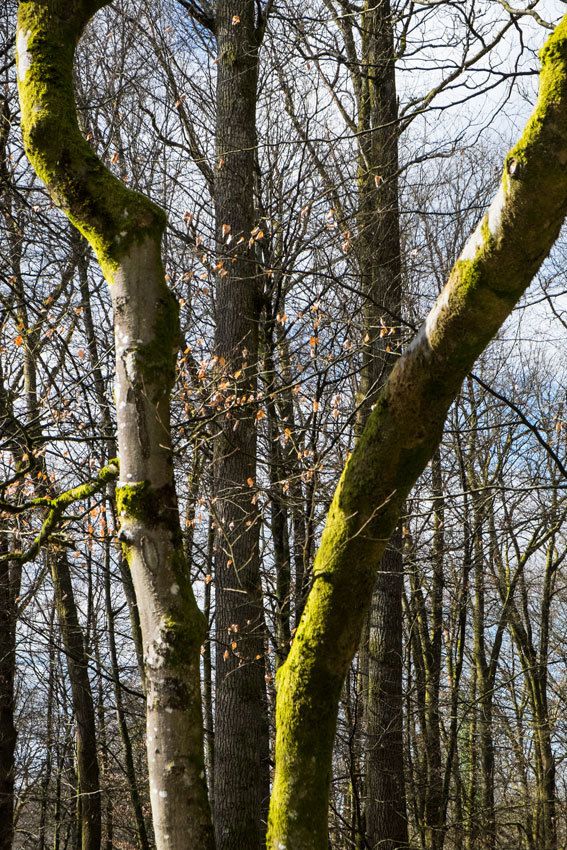 La forêt en zone périurbaine à Limoges