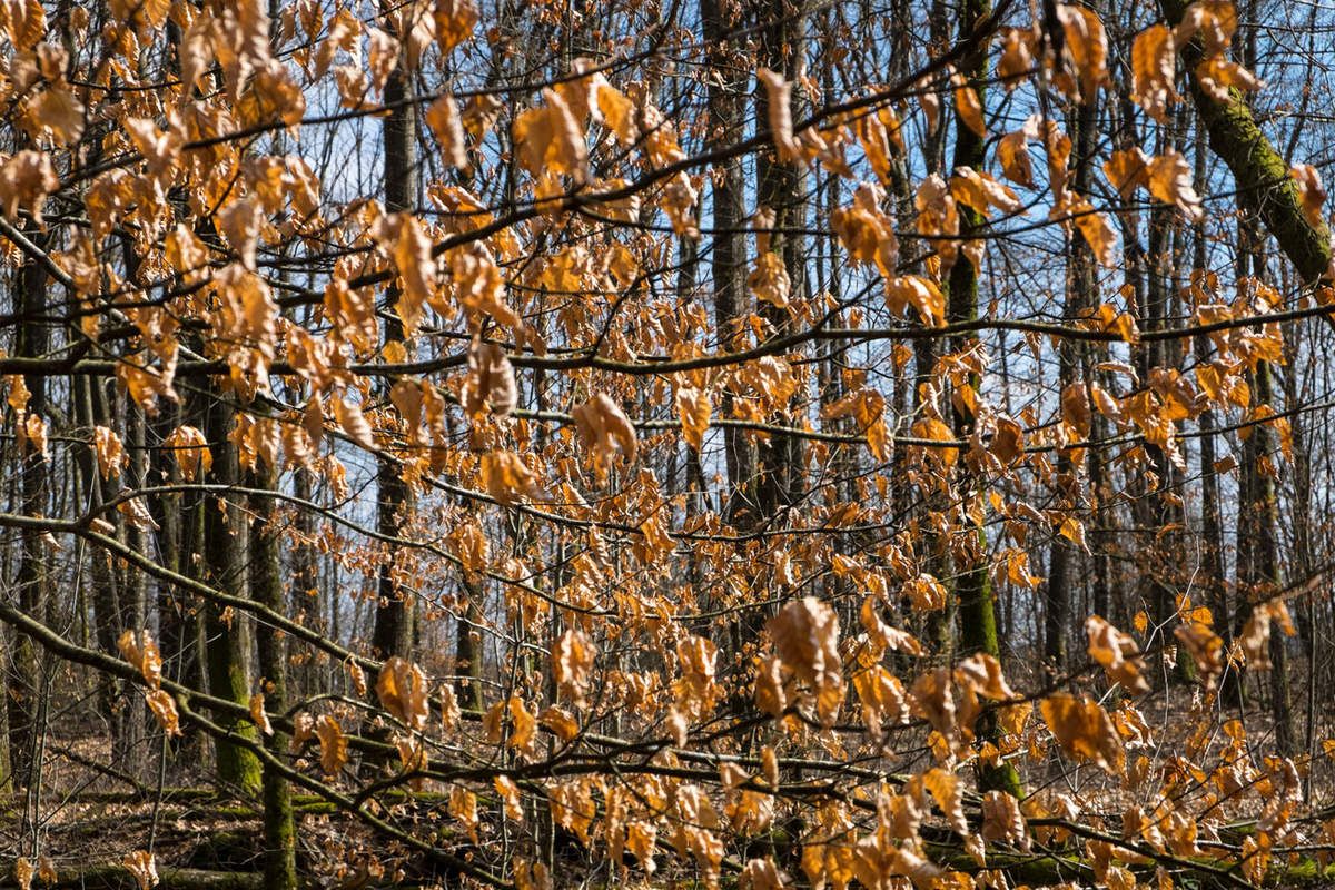 La forêt en zone périurbaine à Limoges
