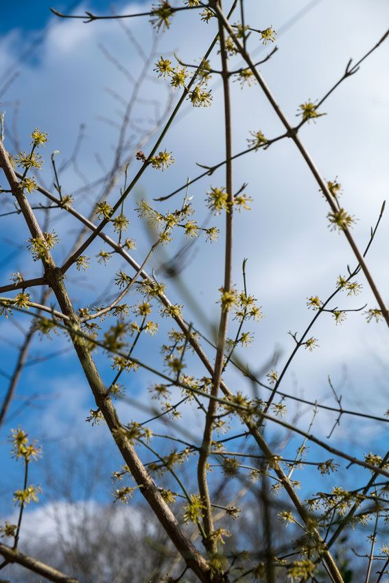 La forêt en zone périurbaine à Limoges