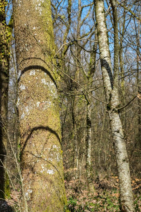 La forêt en zone périurbaine à Limoges