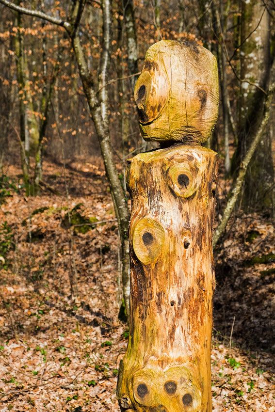 La forêt en zone périurbaine à Limoges