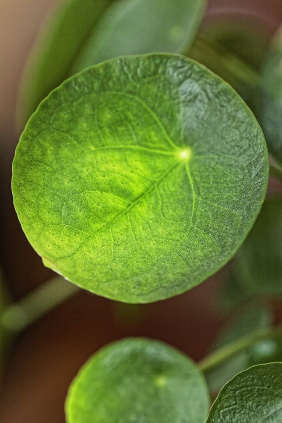 Pilea piperomioides