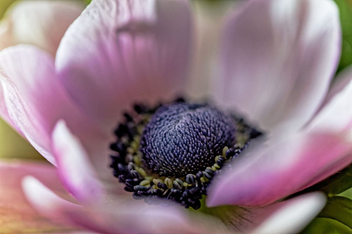 Polychromie