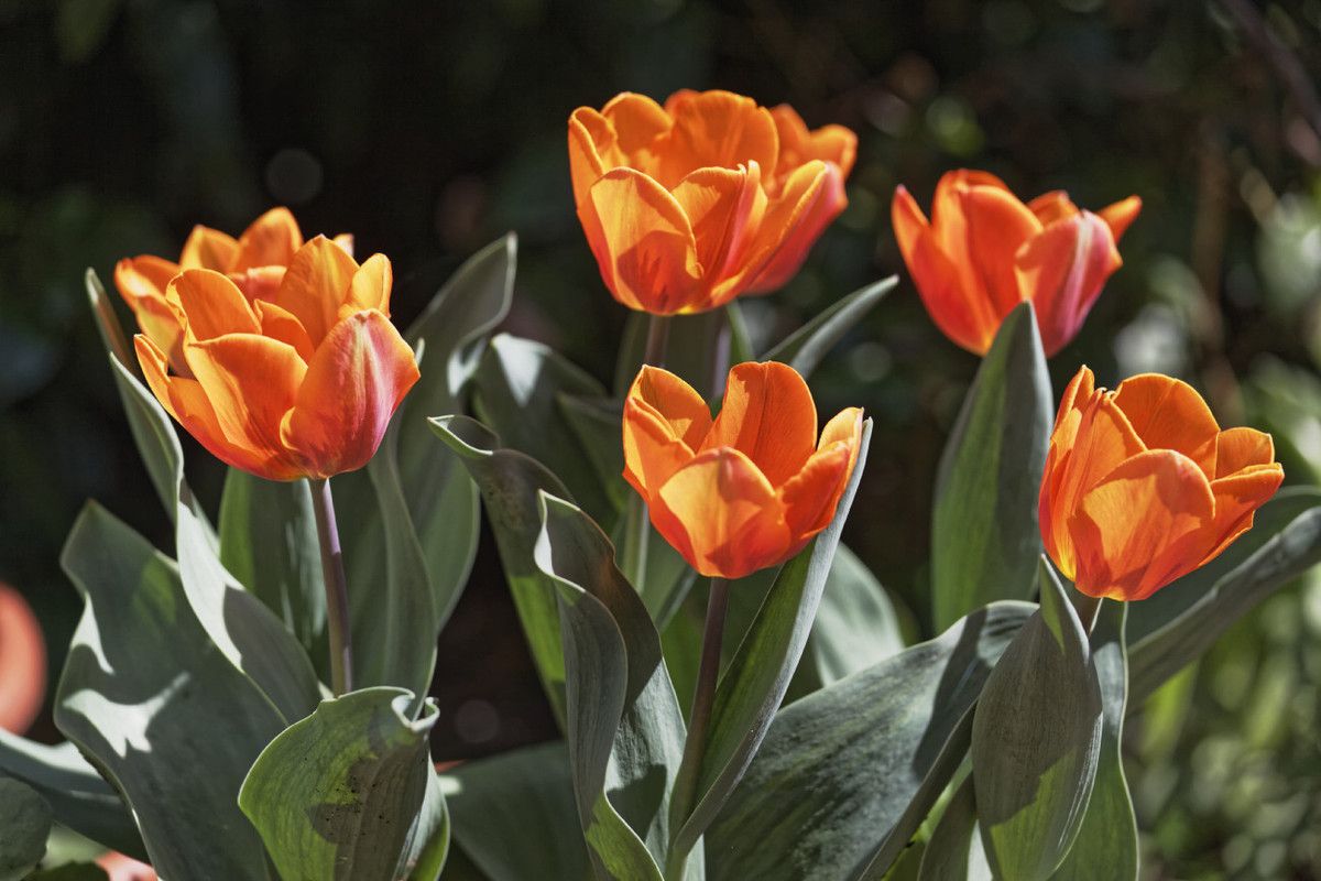 Le printemps au jardin - 1