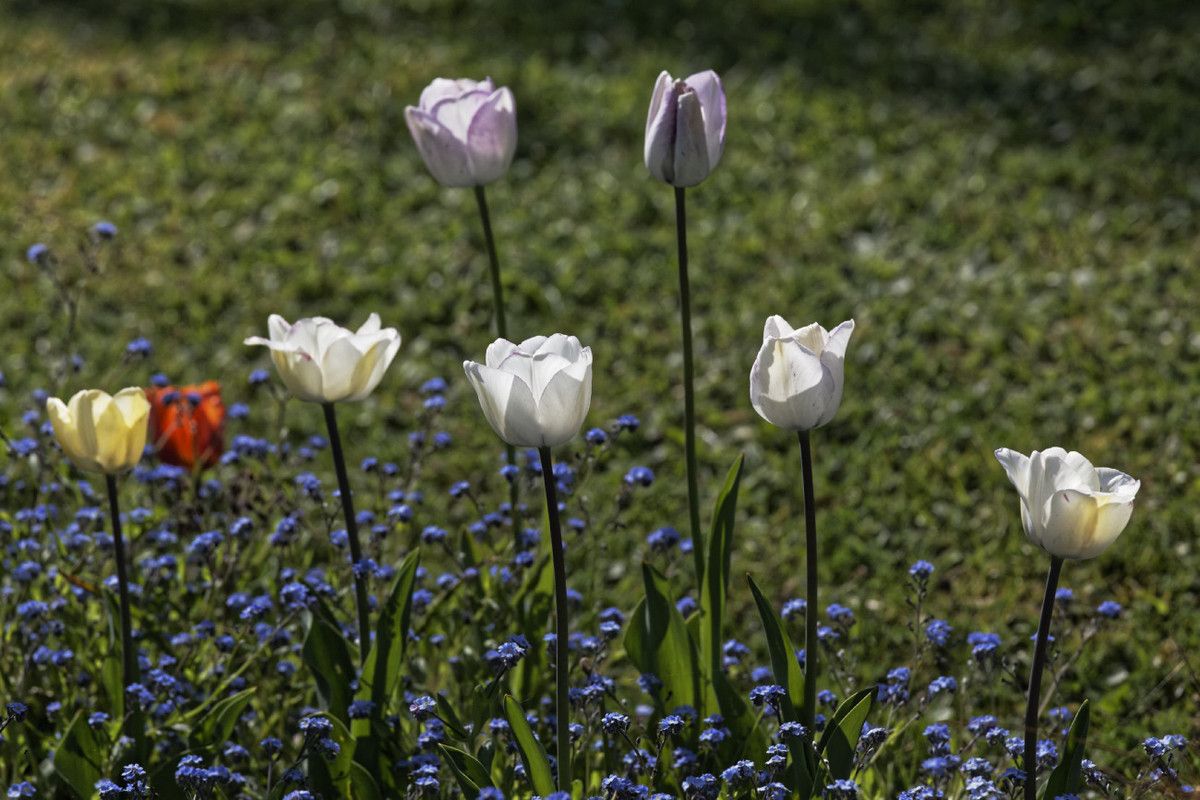 Le printemps au jardin - 1
