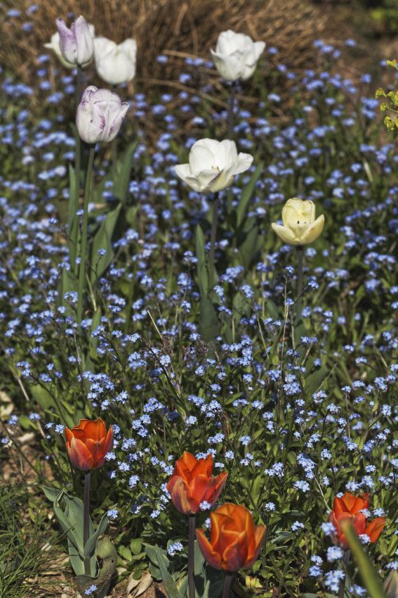 Le printemps au jardin - 1