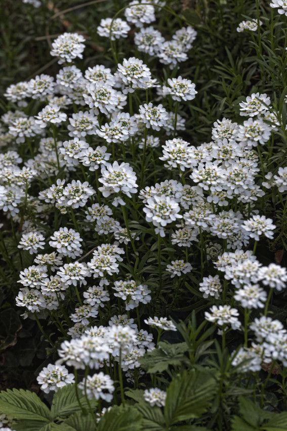 Le printemps au jardin - 1