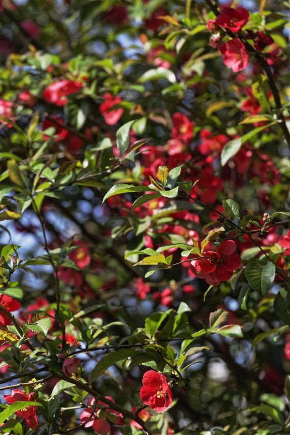 Le printemps au jardin - 1