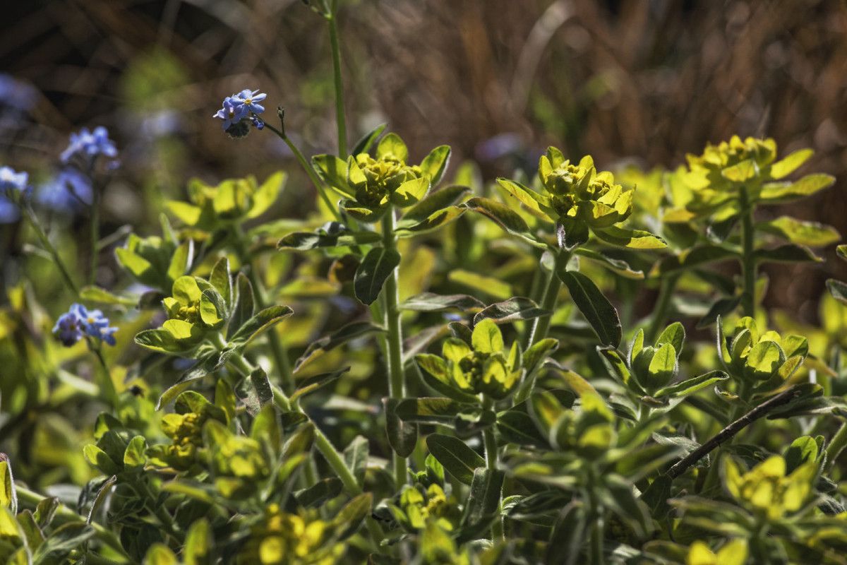 Le printemps au jardin - 1