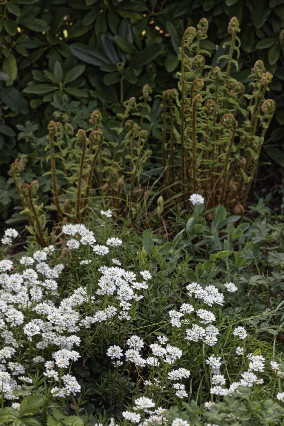 Le printemps au jardin - 1