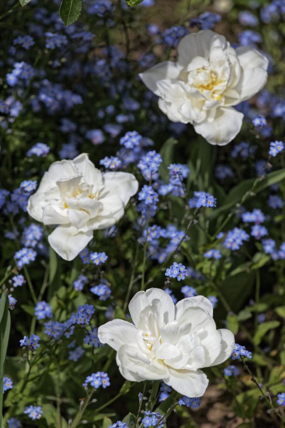 Le printemps au jardin - 2