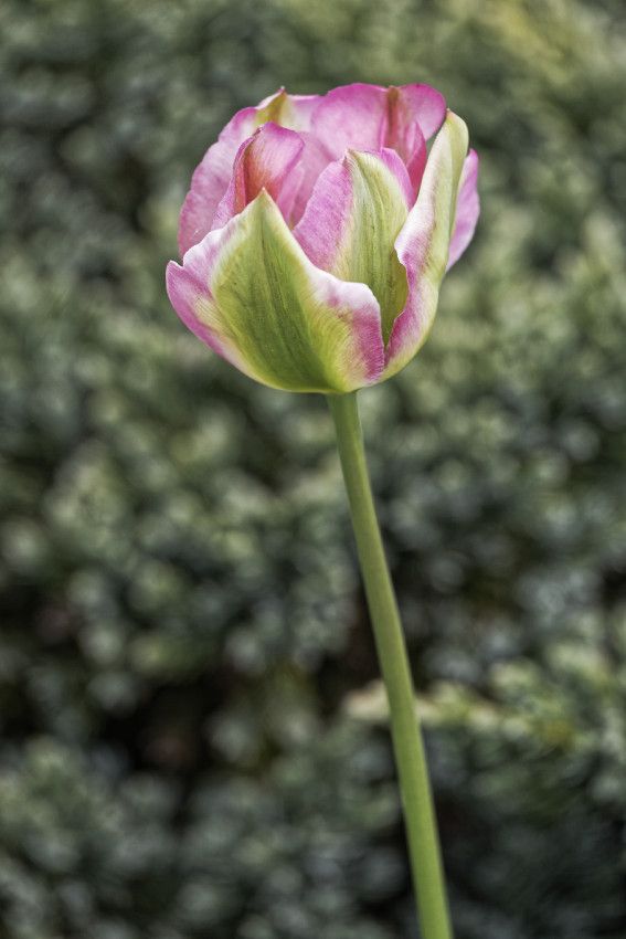 Le printemps au jardin - 2