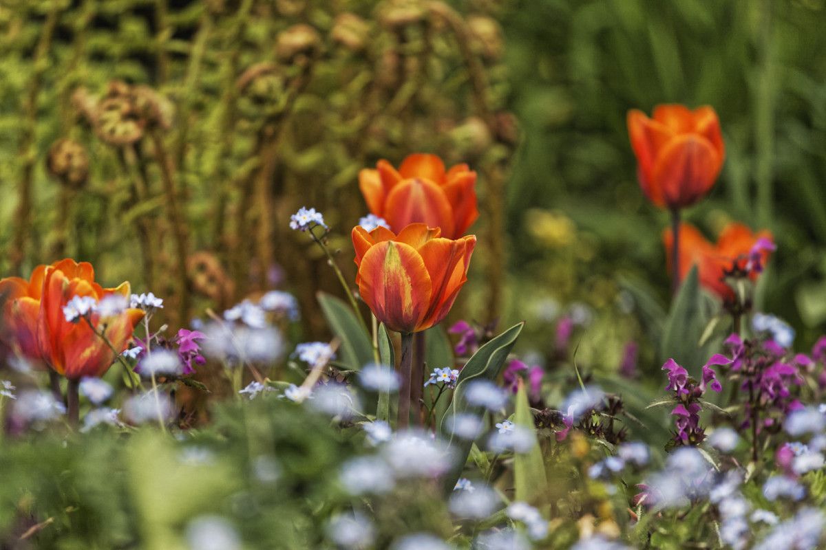 Le printemps au jardin - 2