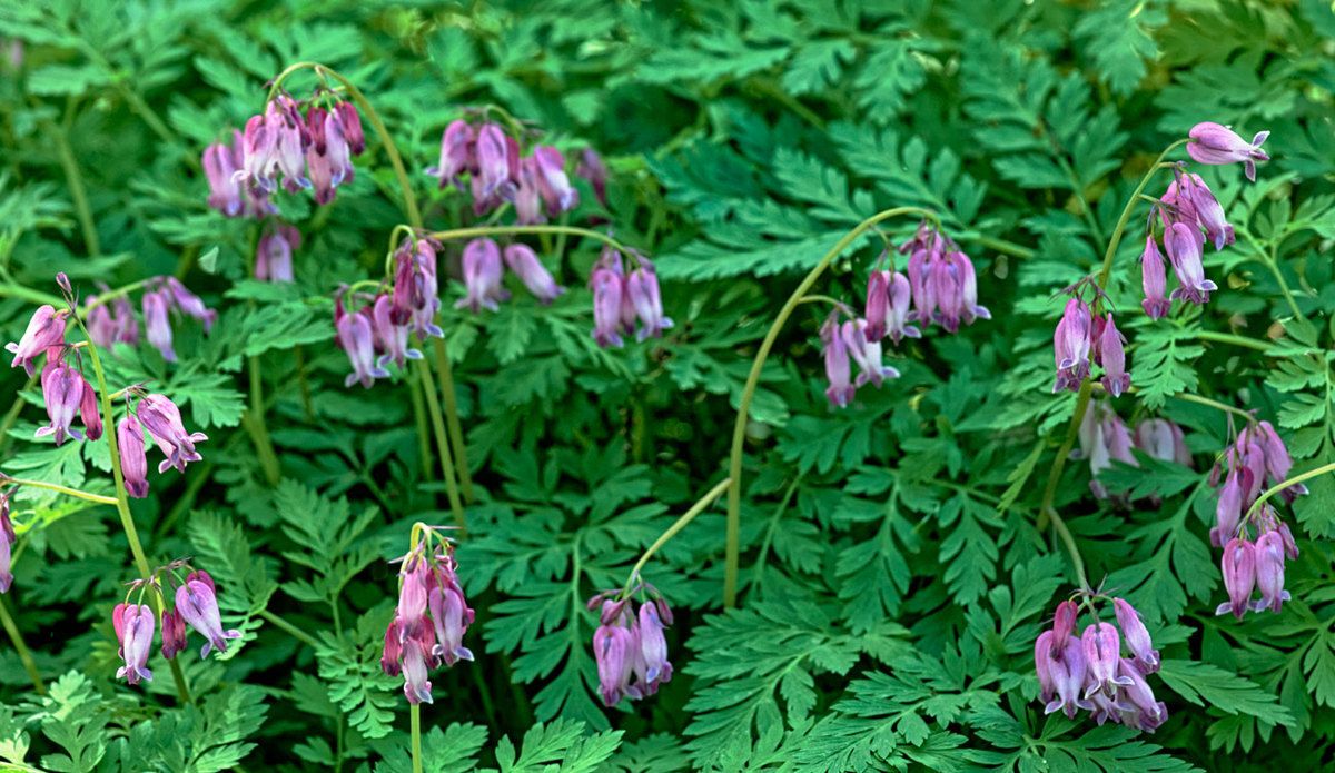 Le Jardin de Liliane - Fin avril 2018 - 2