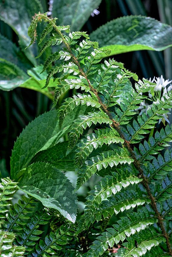 Le Jardin de Liliane - Fin avril 2018 - 2