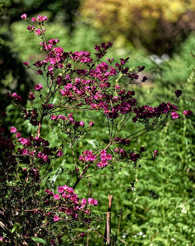 Le Jardin de Liliane - Fin avril 2018 - 2