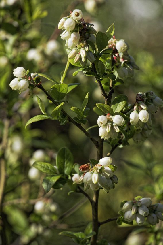 Le printemps au Jardin - 3