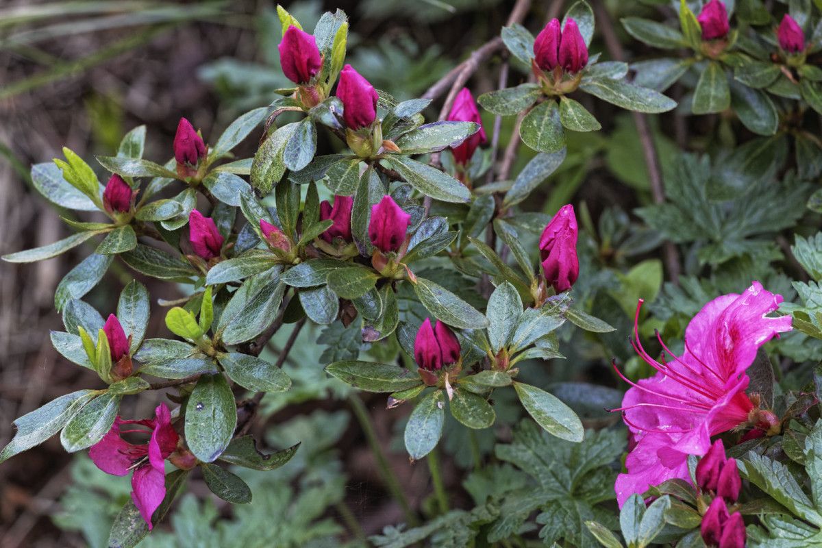 Le printemps au Jardin - 3