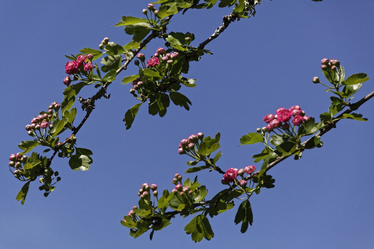 Le printemps au Jardin - 3